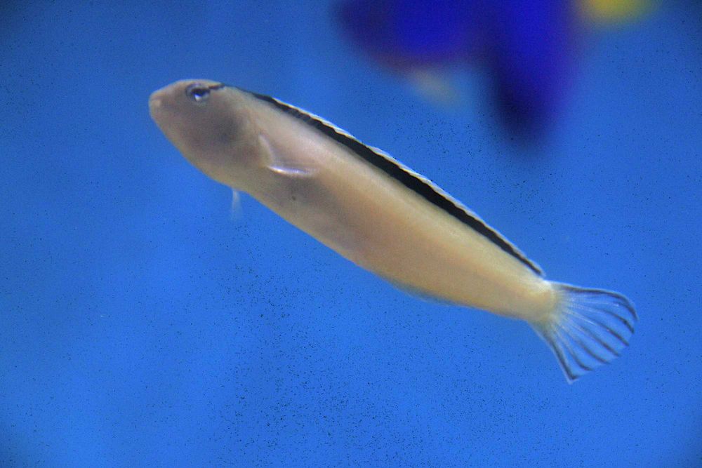 Meiacanthus smithii. Morskie