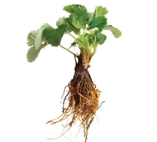 Sadzonki truskawek wczesnych