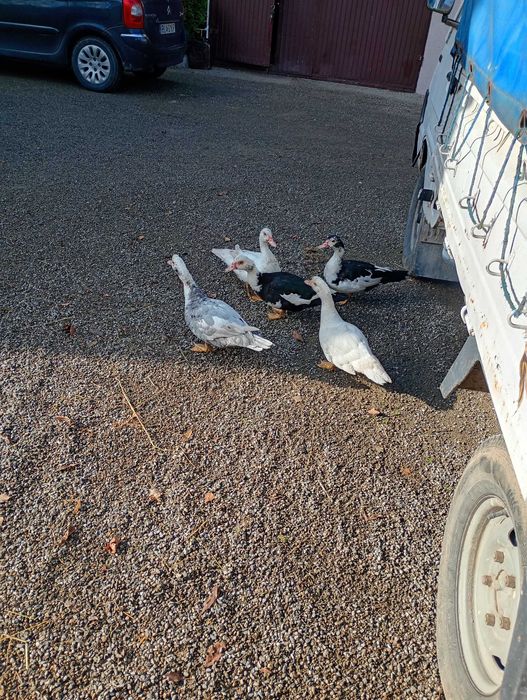 Sprzedam kaczki piżmowe