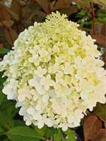 Hortensja bukietowa polar bear limelight vanille fraise diamantino