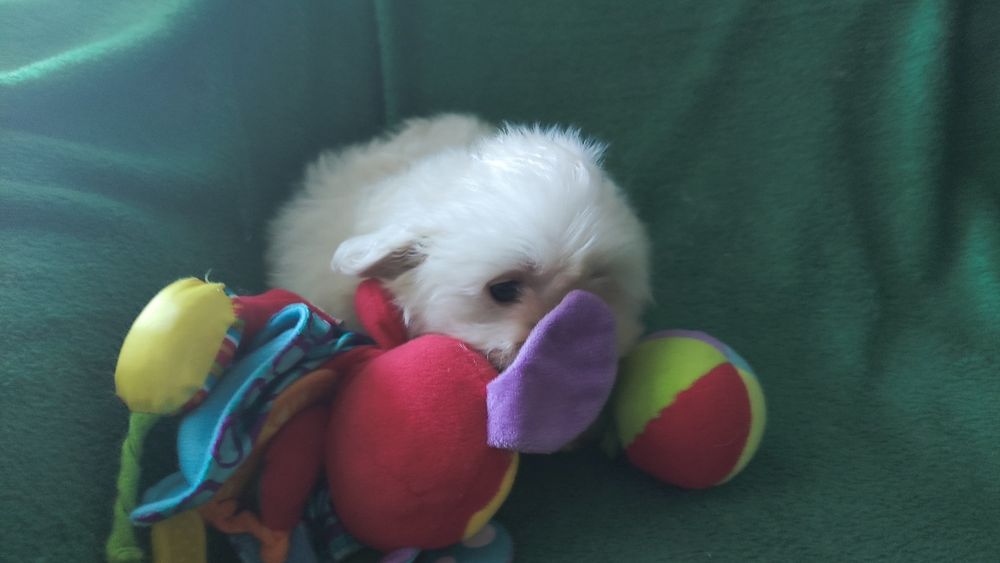 Maltipoo chłopiec Warszawa maltańczyk pudel