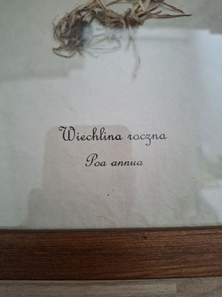 Suszone zioła,kwiaty w ramce.Obraz,dekoracja,Wiechlina roczna