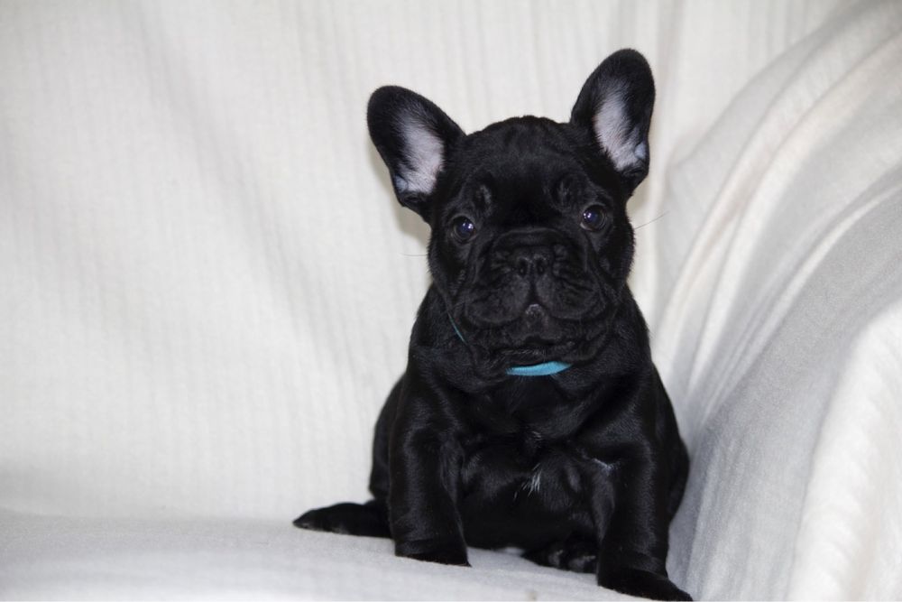 Щенки французкого бульдога