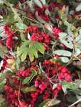 25x kiść Czerwona Jarzębina naturalna na wianki i bukiety dla florysty