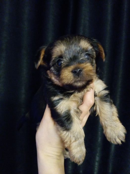 Девченки йорочки Одесса