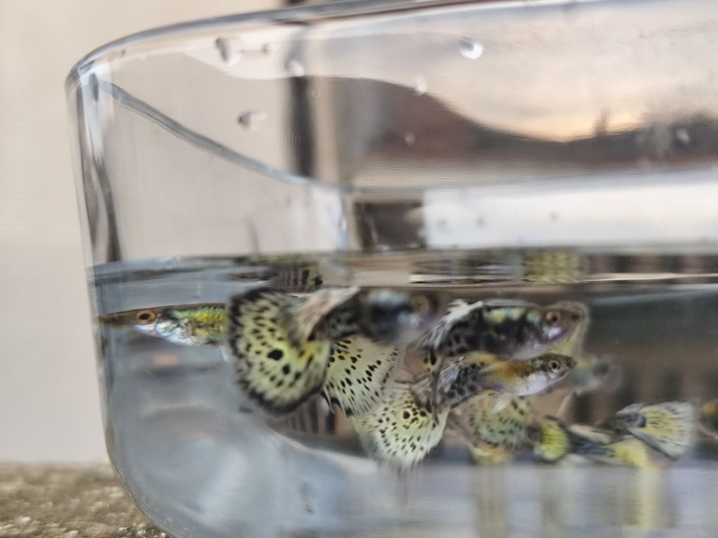 Guppys Leopardo amarelo