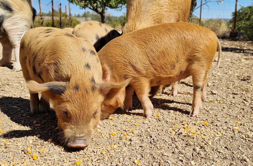 Leitões Kune Kune Jovens (15 de Agosto de 2025)