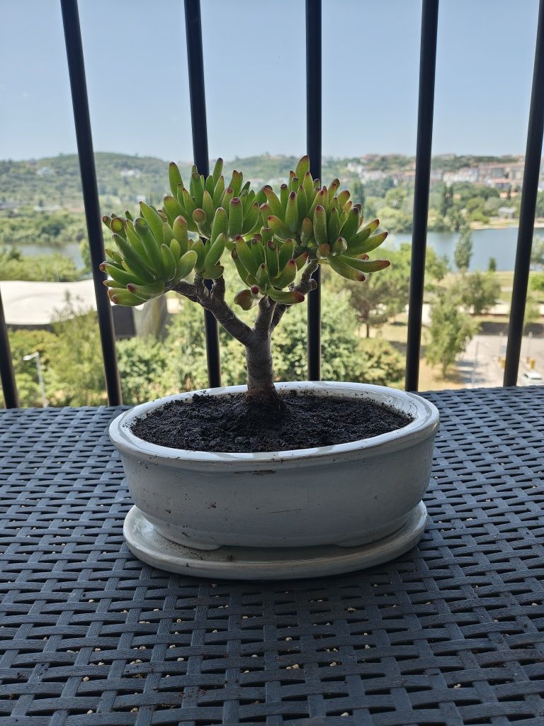 Bonsai orelha de Shrek