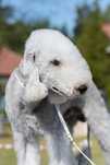 Bedlington terrier Cotton Monkey FCI Owieczka nie pudel sunia