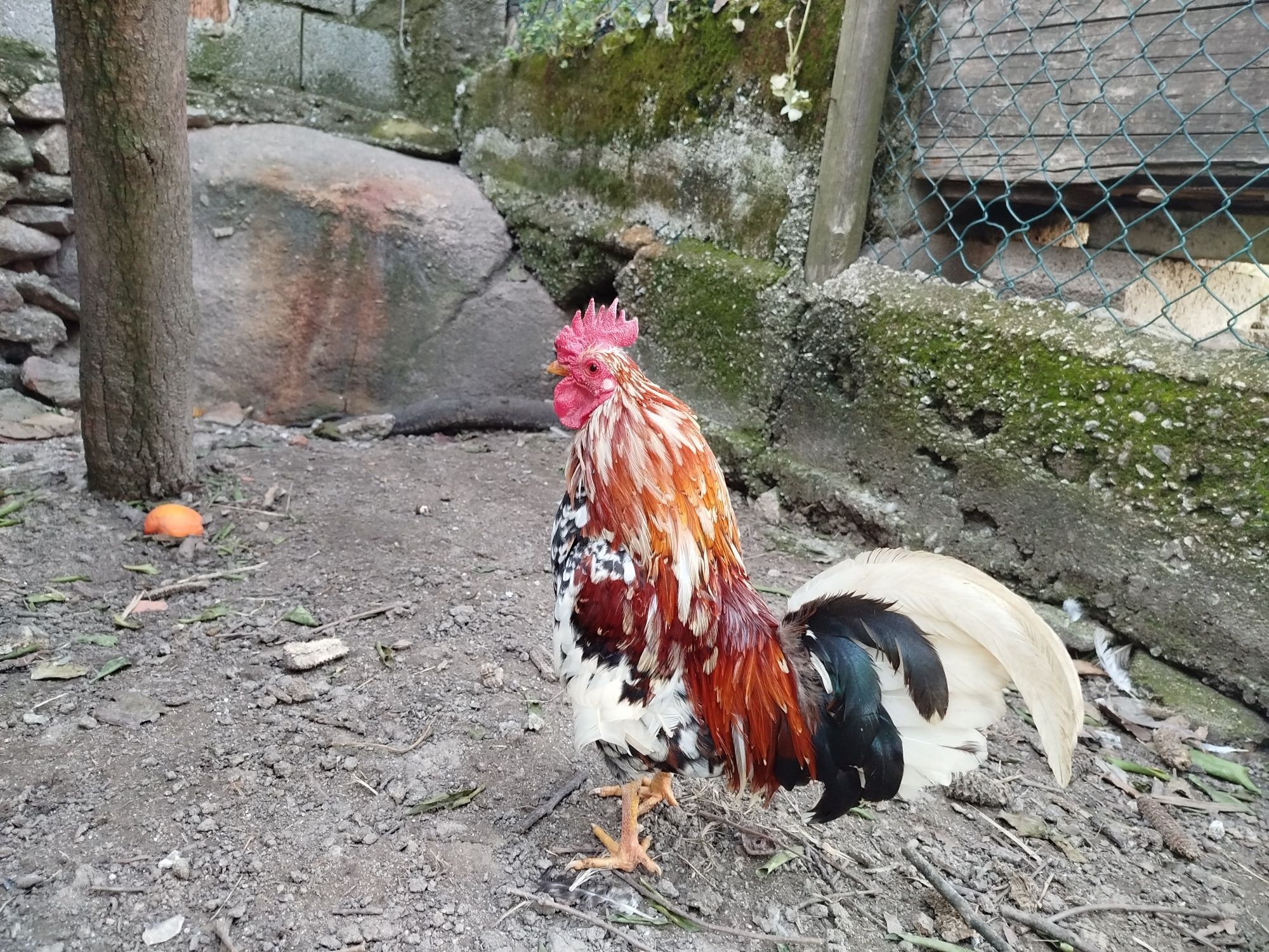 Garnisés Galinhas