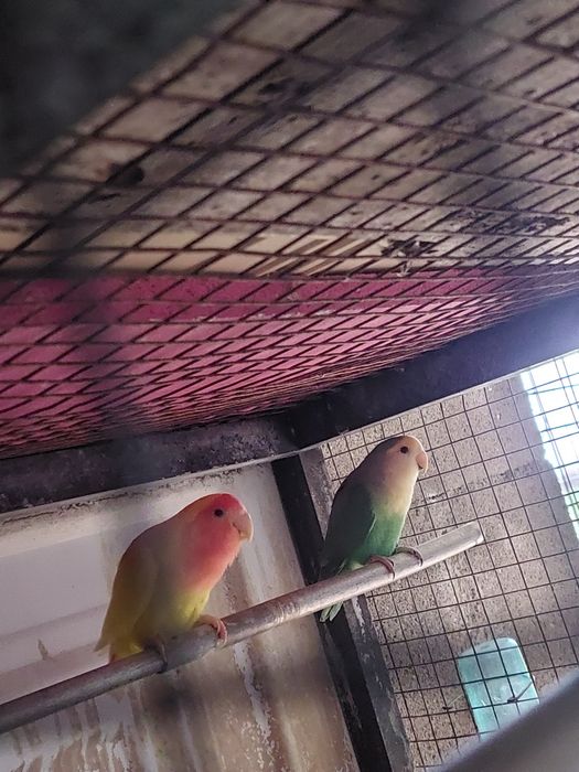 casal de agapornes com filhote