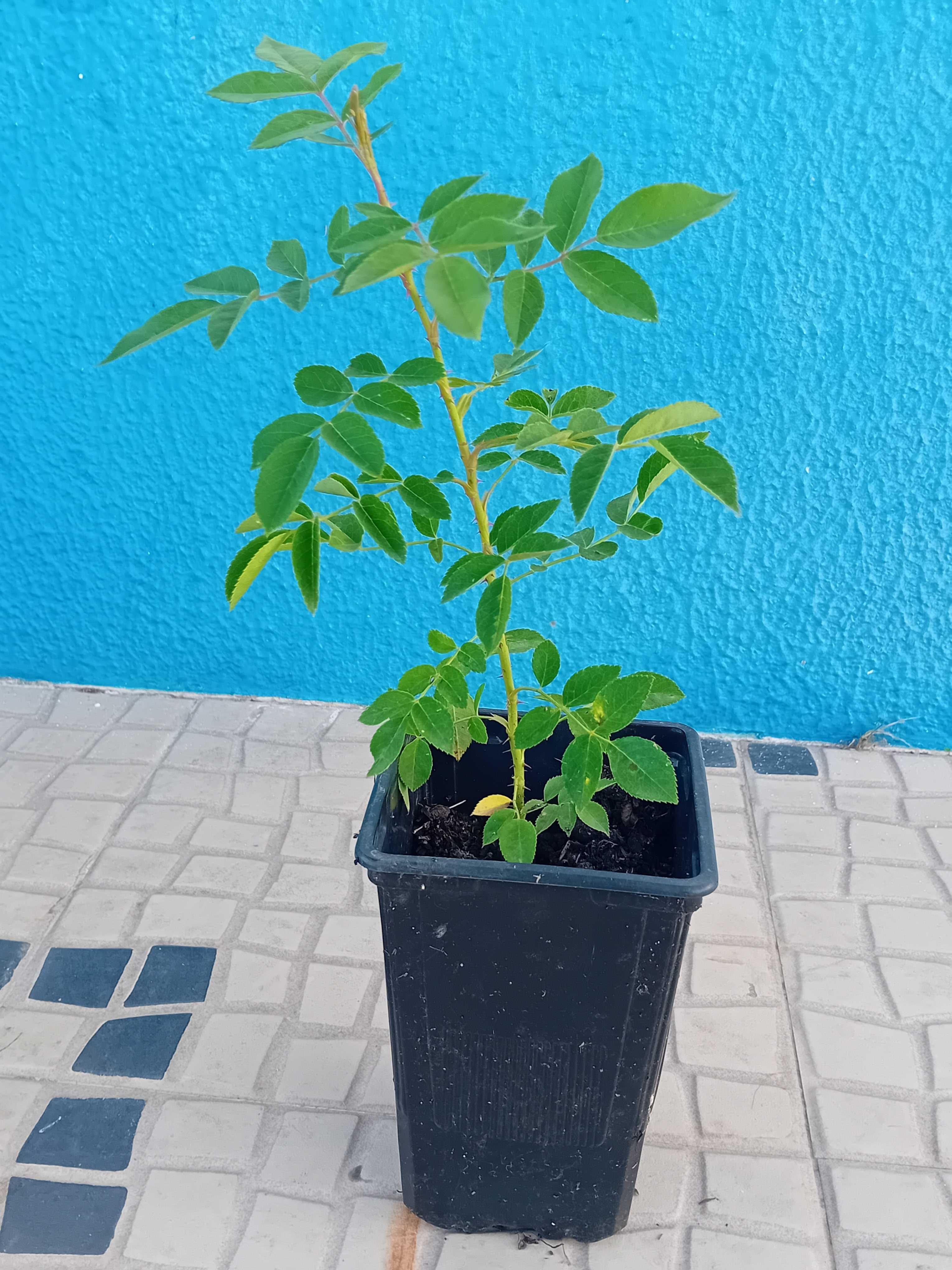 Roseira trepadeira branca