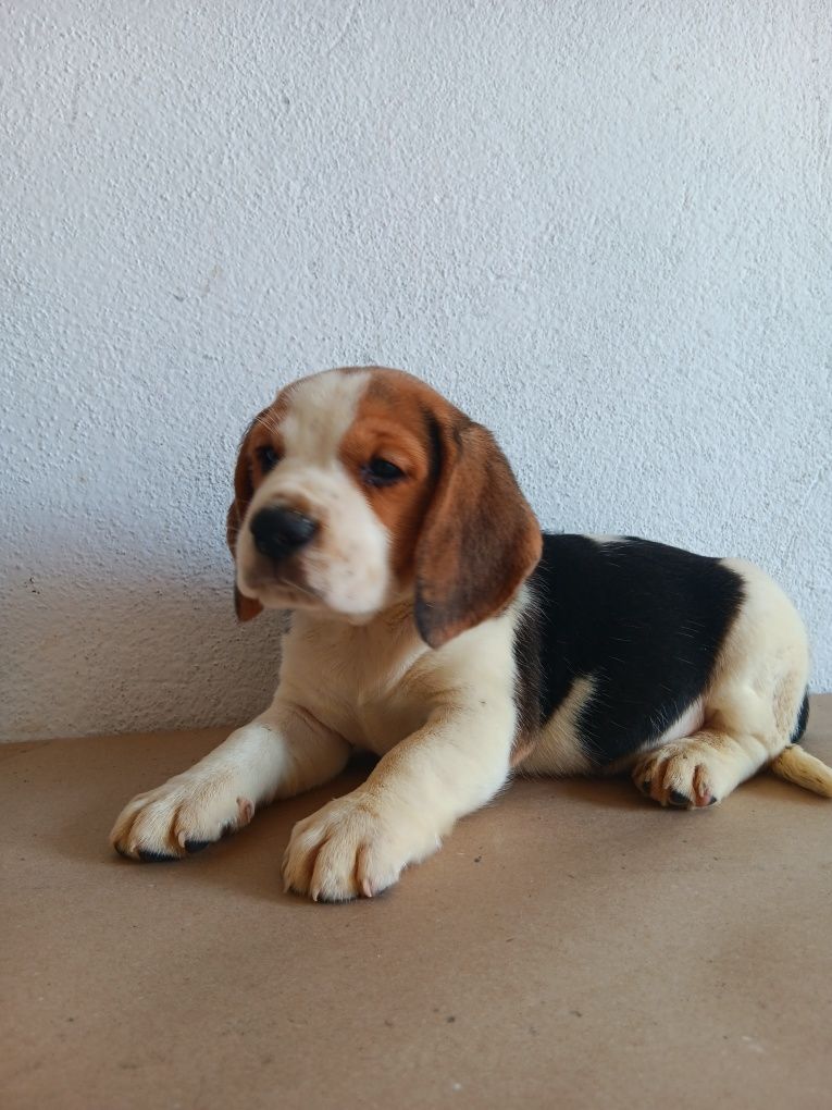 Beagle tricolor  porte pequeno