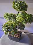 Drzewko bonsai duże