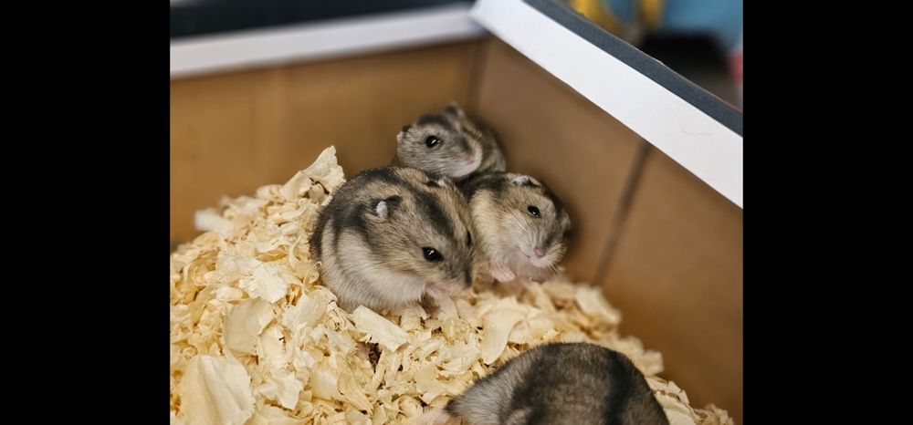 Chomiki dżungarskie miniaturki małe