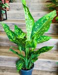Dieffenbachia Spotty