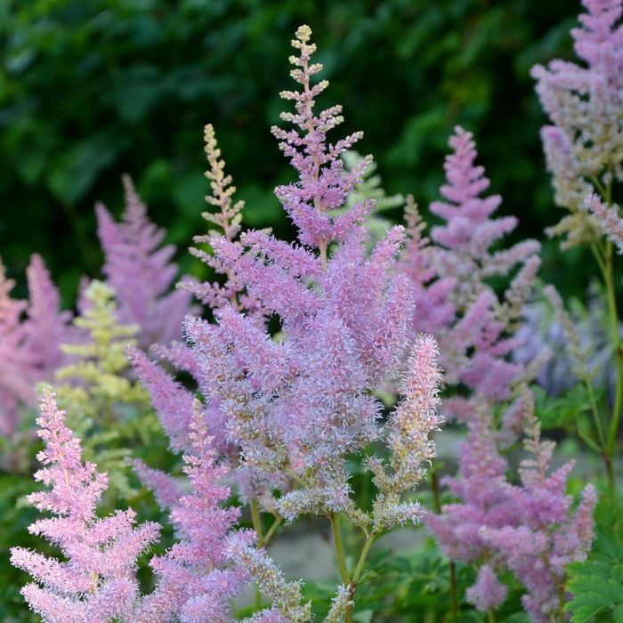 Tawułka chińska Pumila fioletowa duża sadzonka XXL