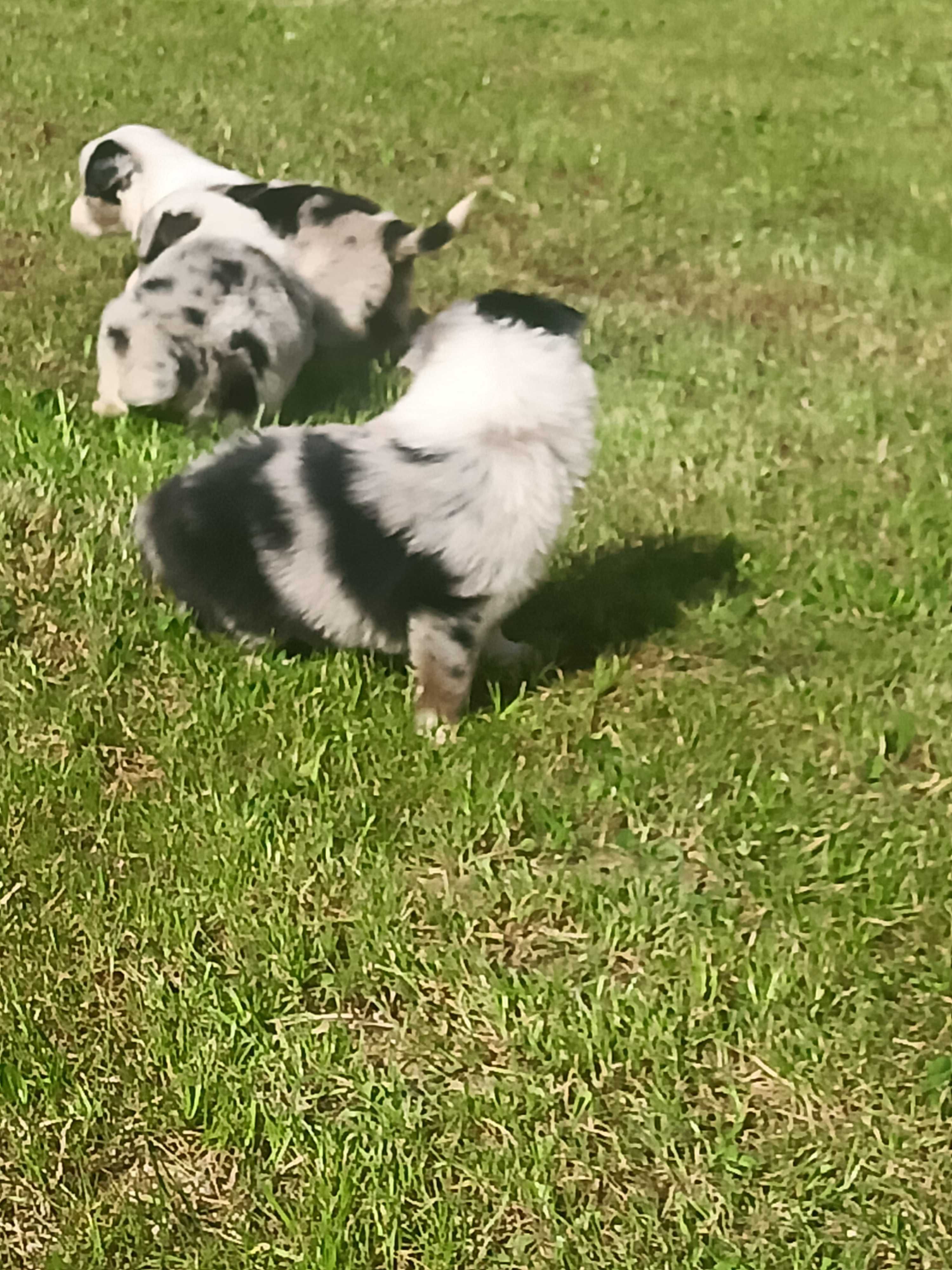 Border Collie  BLU Merle TRI Color