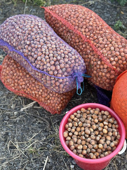 Фундук (лісовий горіх, ліщина)