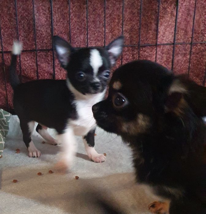 Расписной мальчишка чихуахуа