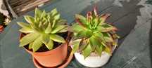 Suculentas diversas 3€ cada uma