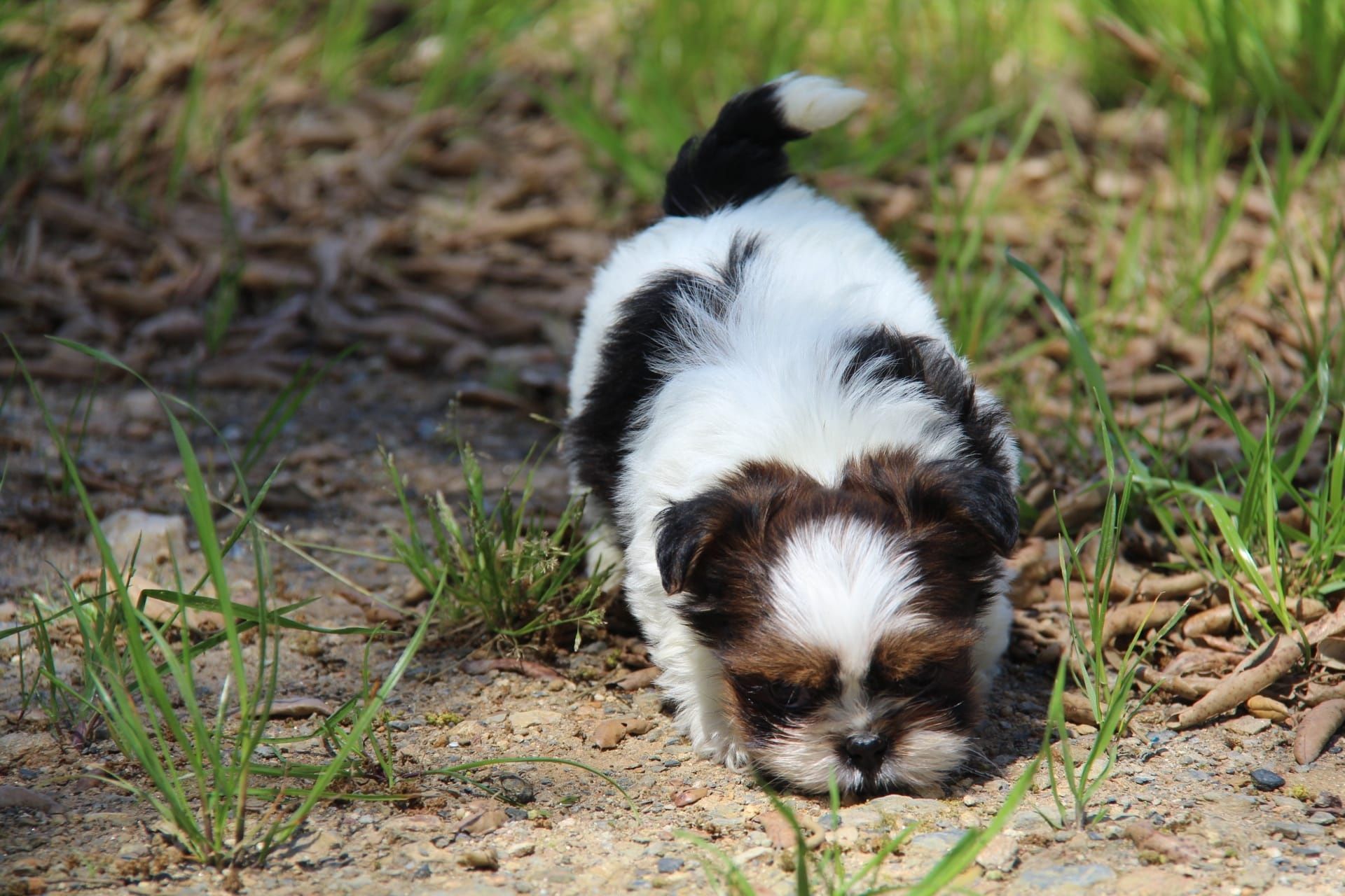 Cachorro shih-tzu