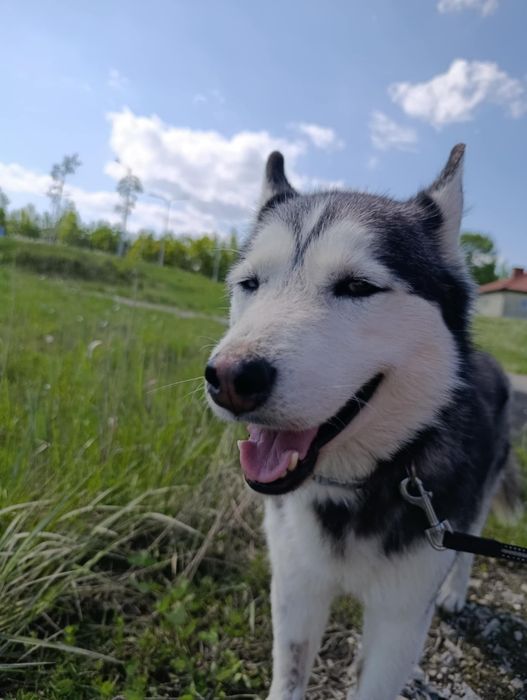 Aria w typie husky szuka świadomego domu