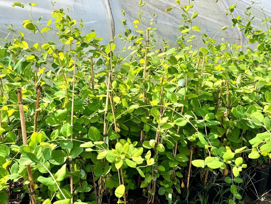 Wiciokrzew Tellmana Pachnące Kwiaty (Lonicera tellmanniana) 2.0L