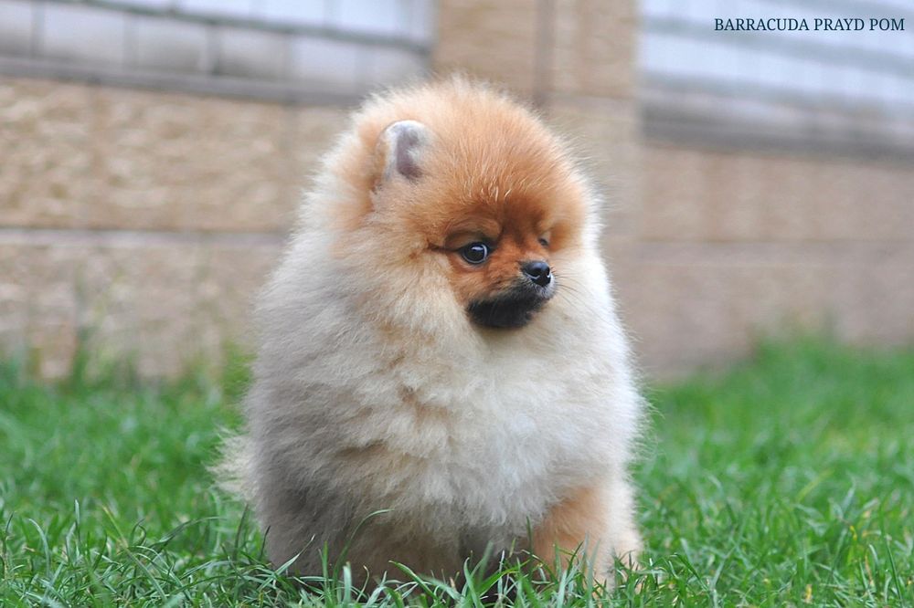 Барракуді далеко до ліси