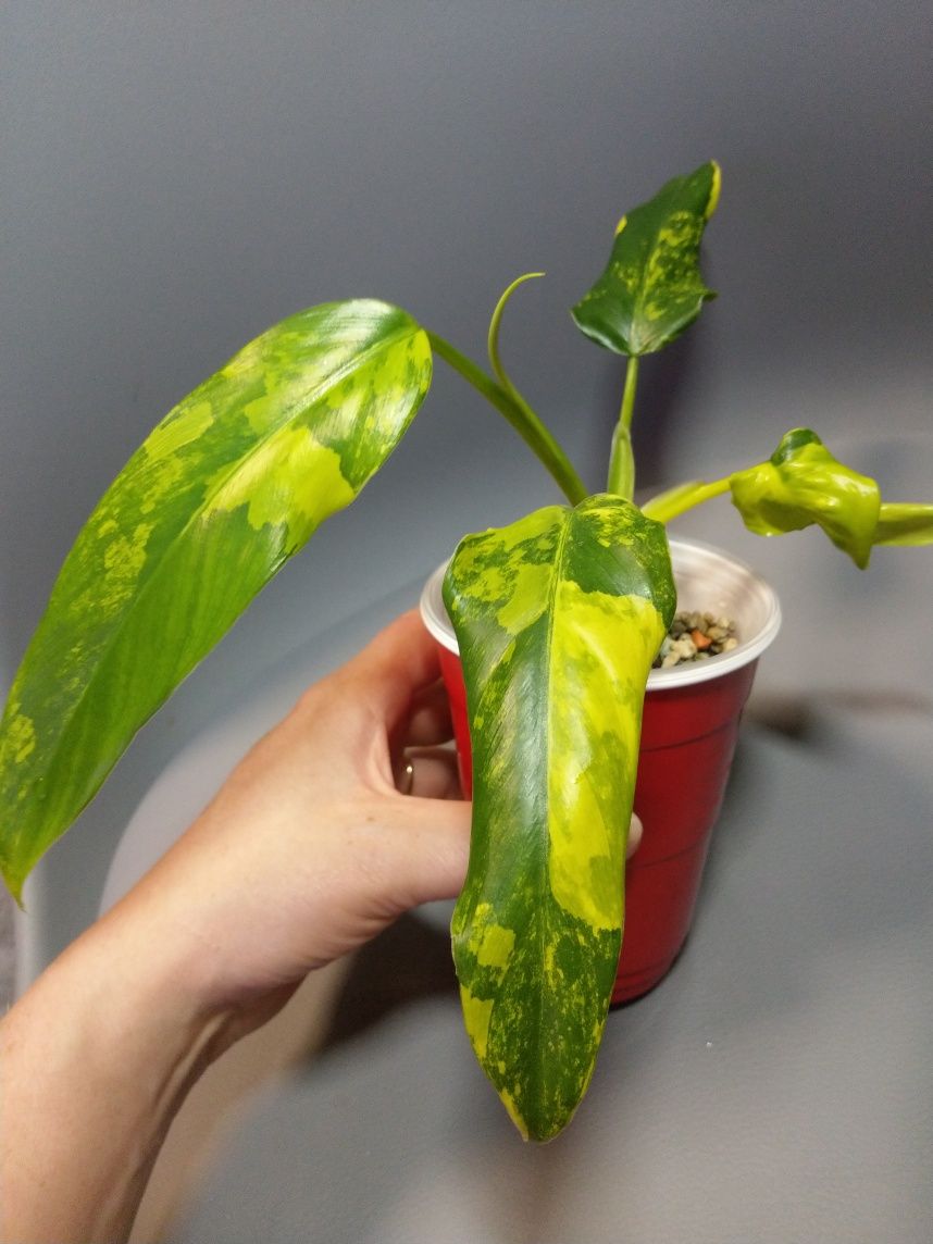 Philodendron Domesticum Variegata