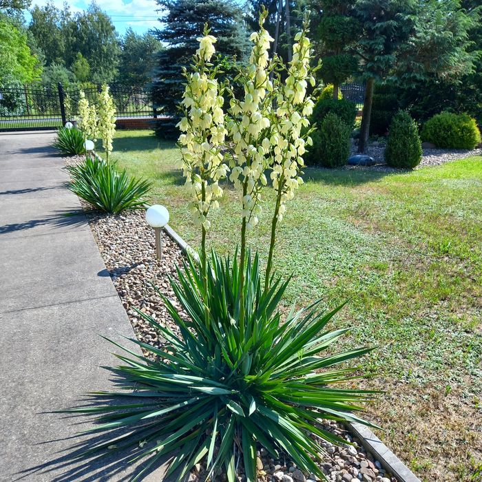 Juka ogrodowa karolińska Yucca w doniczce