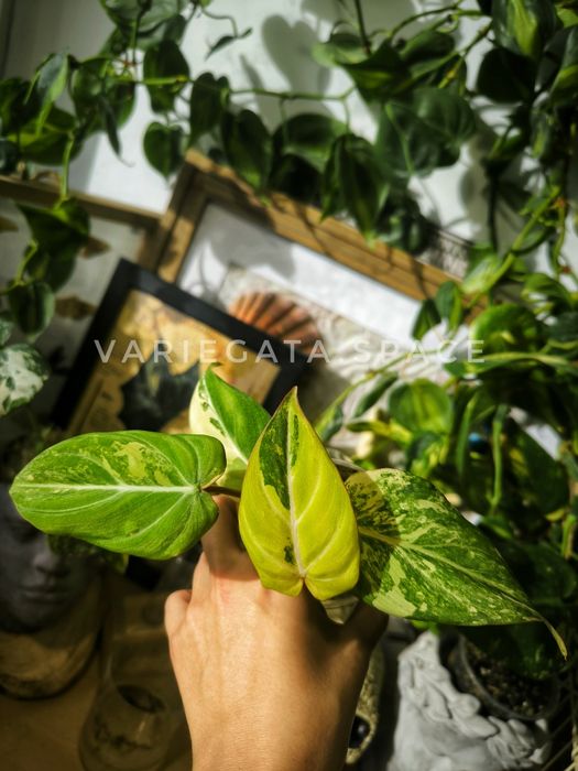 Philodendron Gloriosum tricolour variegata filodendron tricolor