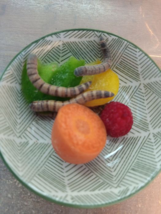 Larwy drewnojada dorosłe osobniki