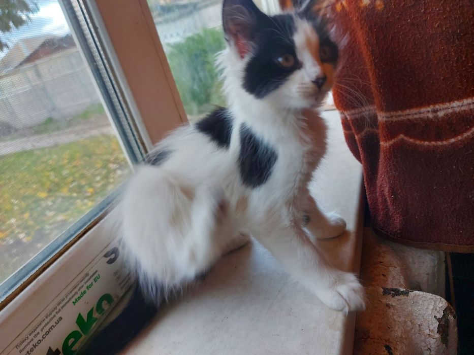 Бестплатно, котики!