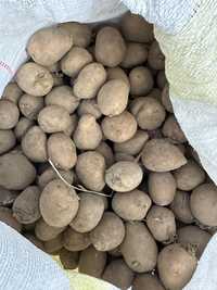 Ziemniaki sadzeniaki Owacja 25kg