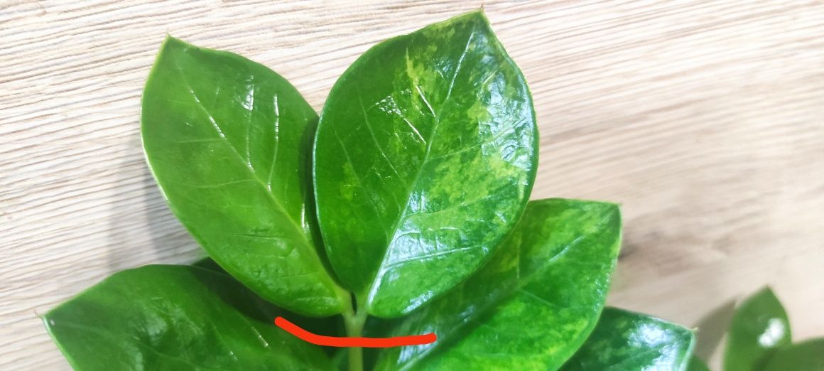 Zamiokulkas Variegata