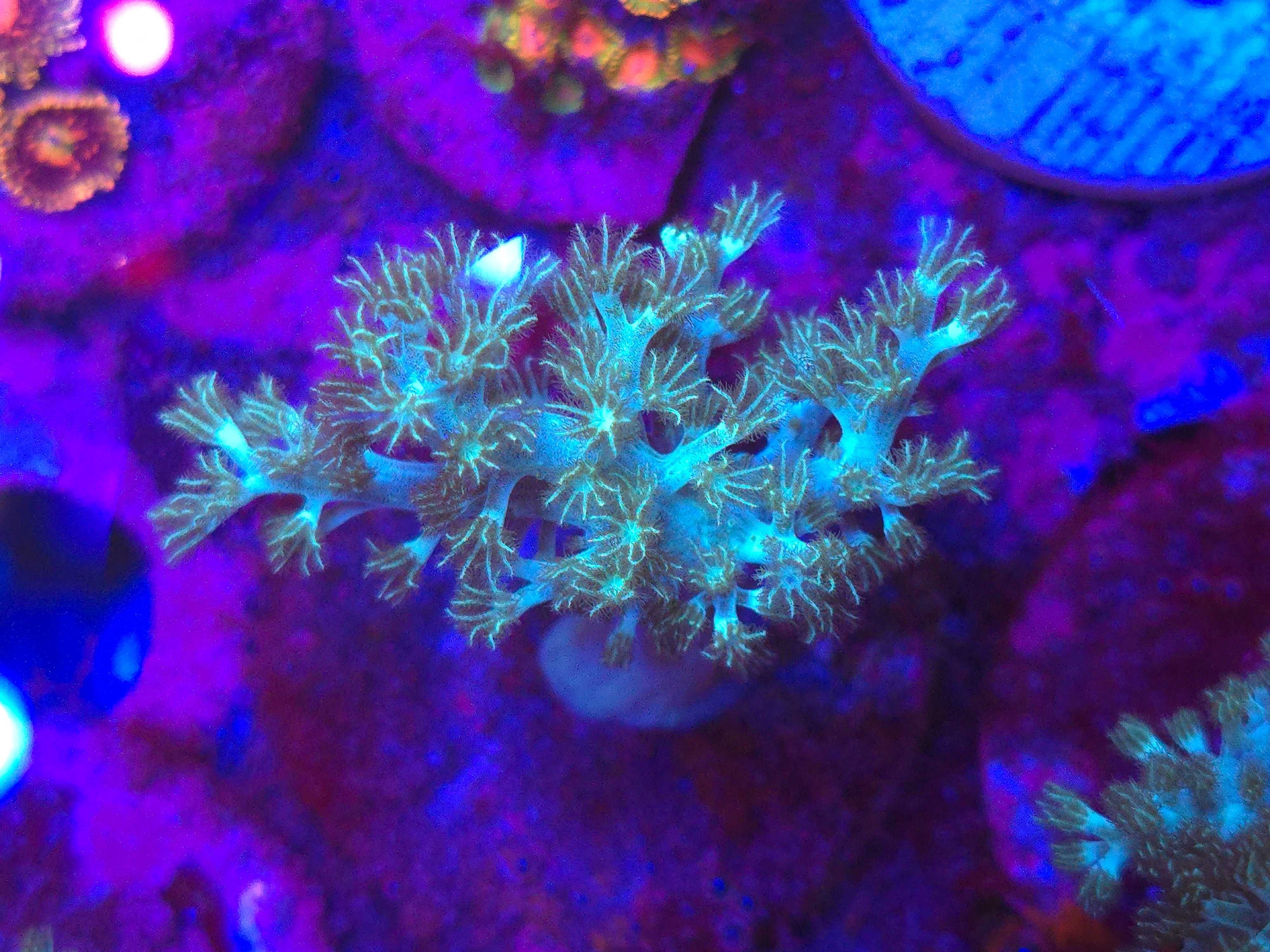 Capnella sp Green