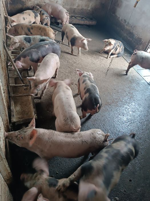 Продам поросят мясного направления