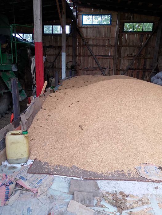 Продам пшеницю . Урожай 2025 року .