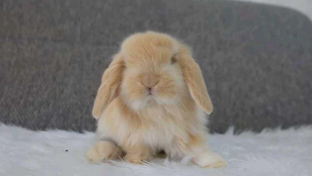 Kit de Coelhos anões mini hôlandes e mini toy