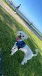 Bichon Maltés Macho