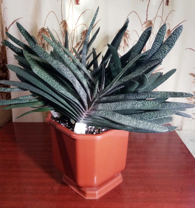 Гастерия бородавчатая (Gasteria verrucosa)