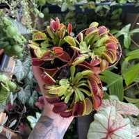 У продажу Венерина мухоловка / Dionaea muscipula