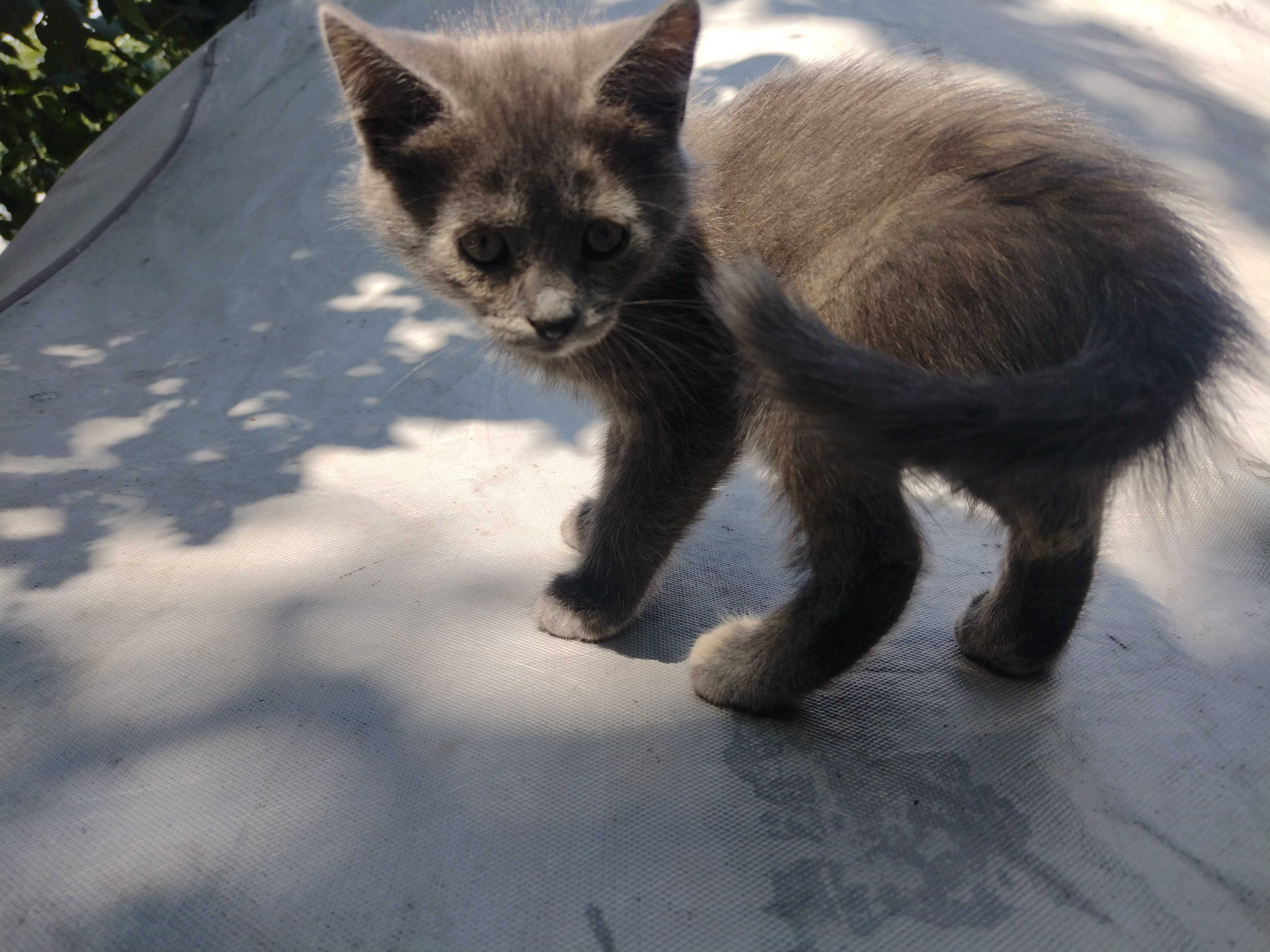 Дымчатая красавица котёнок ищет дом!