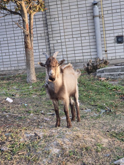 Продам козлика альпійської горної породи на розплід