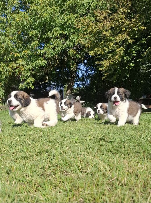 Szczenię Bernardyn suczka