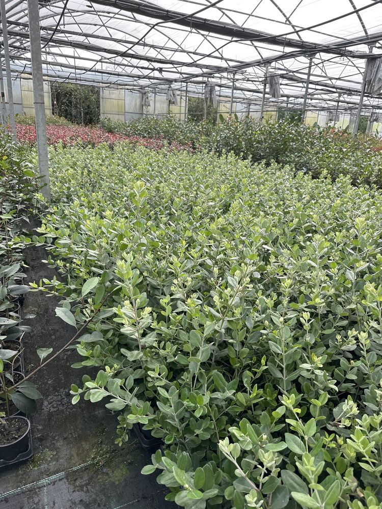 Metrosideros Excelsa 50/70cm