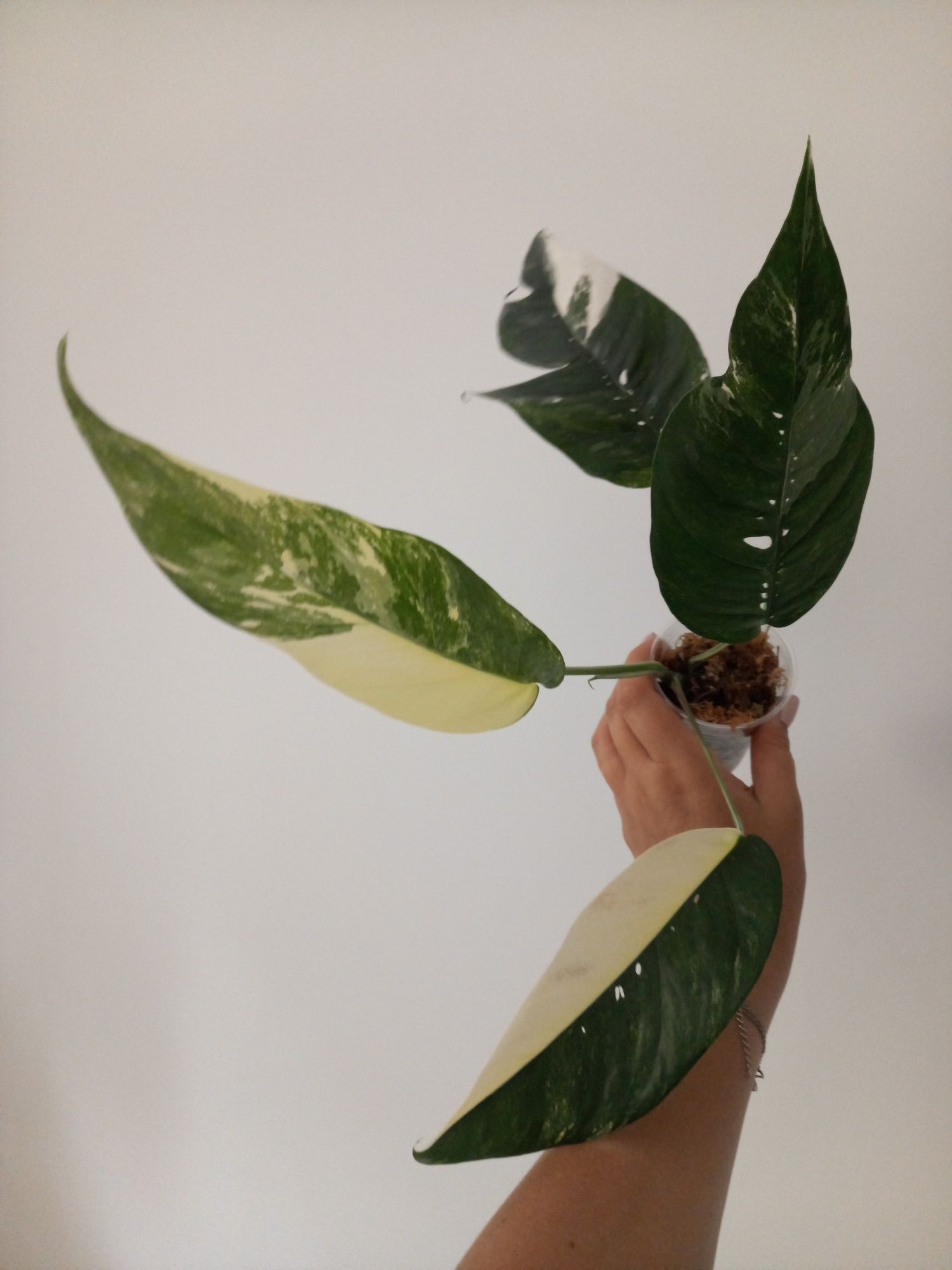 Epipremnum Pinnatum Variegata
