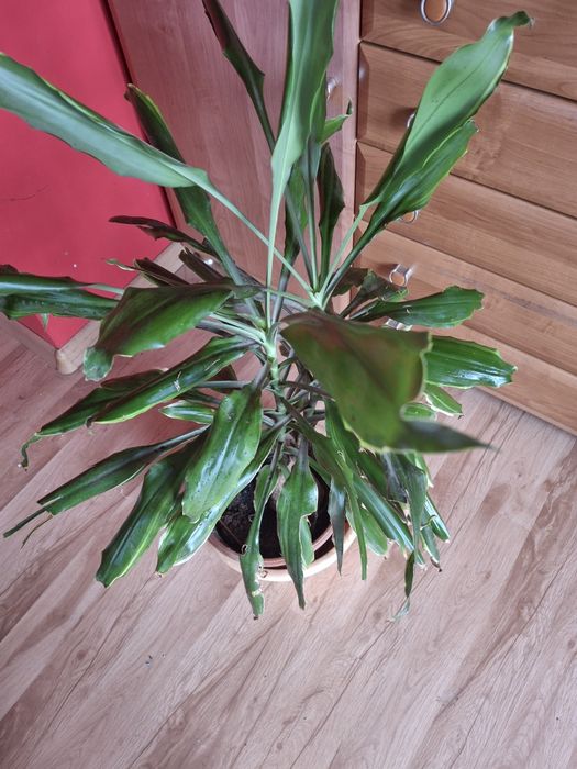 Dracena sprzedam