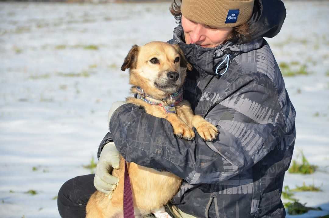 Spacja nieduża nieśmiała psia dziewczyna ADOPCJA